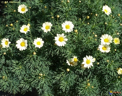 Tanacetum (Chrysanthemum, Pyrethrum) cinerariifolium