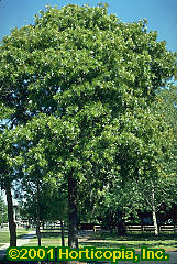 Quercus laevis