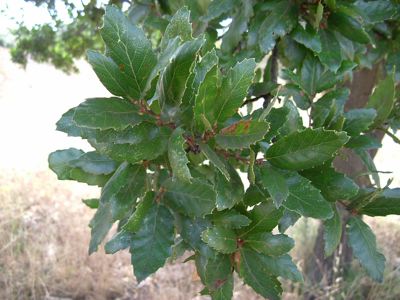 Quercus macedonica