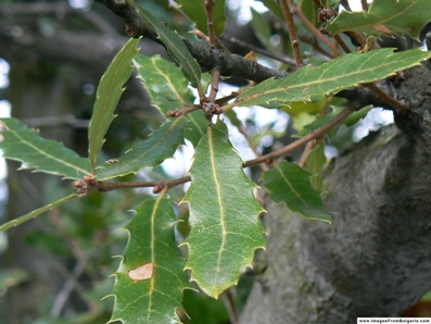 Quercus thracica