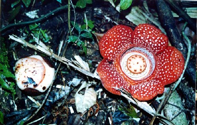Rafflesia manillana