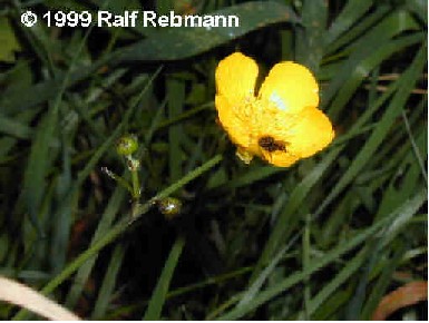 Ranunculus acer 