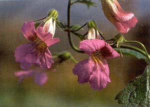 Rehmannia angulata