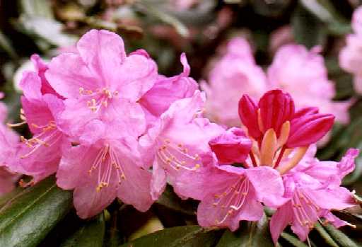 Rhododendron mettermich