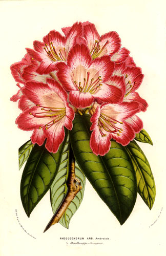 Rhododendron arboreum
