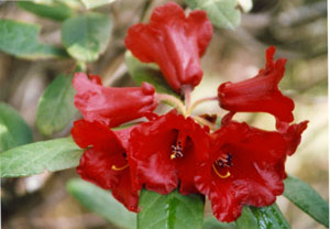 Rhododendron chaetomallum