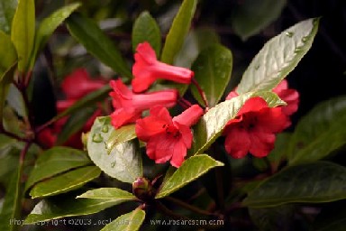 Rhododendron christianae