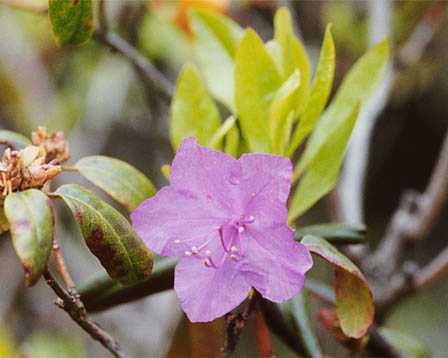 Rhododendron dahuricum