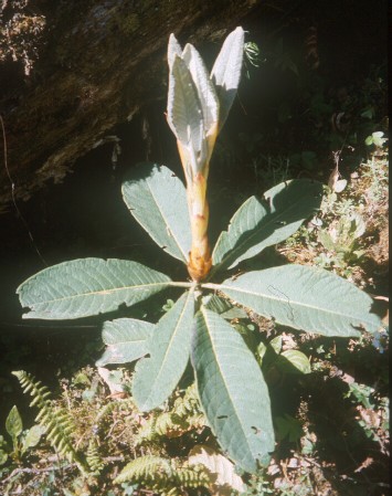 Rhododendron grande