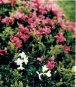 Rhododendron kotschyi