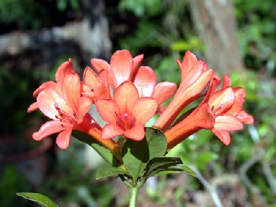 Rhododendron longiflorum