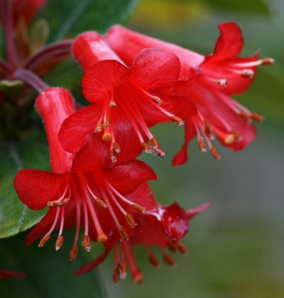 Rhododendron retusum