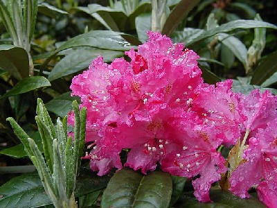 Rhododendron smirnowi 