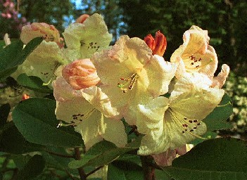 Rhododendron wardii