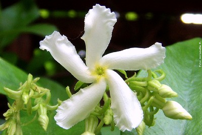 Rhyncospermum jasminoides