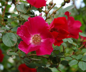 Rosa highdownensis
