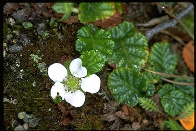 Rubus geoides