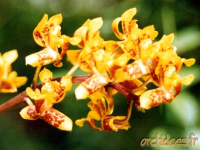 Rudolfiella aurantiaca 