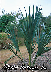 Sabal jamaicensis