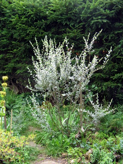 Salix repens