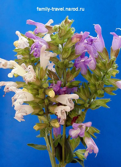 Salvia grandiflora