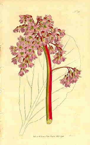 Saxifraga crassifolia