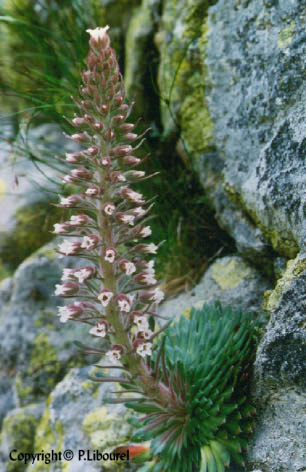 Saxifraga florulenta