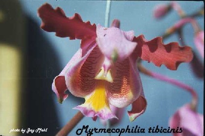 Myrmecophila) tibicinus