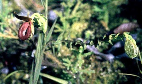 Selenipedium steyermarkii