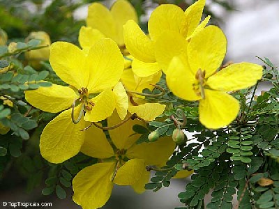 Cassia biflora
