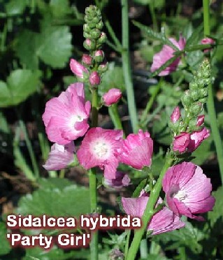 Sidalcea hybrida