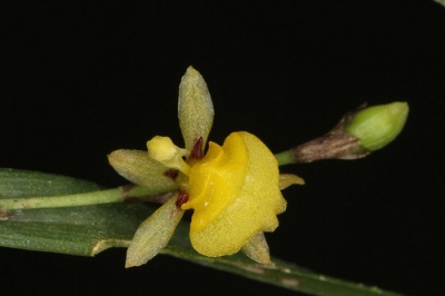 Sigmatostalix peruviana (graminea)