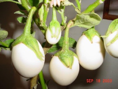Solanum ovigerum