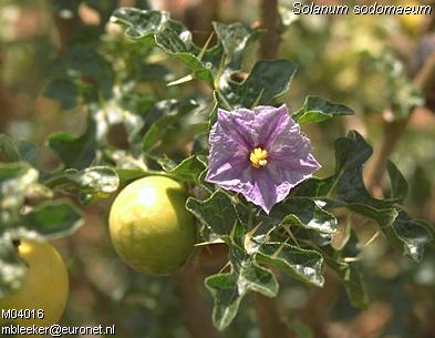Solanum sodomaeum