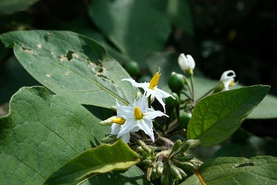 Solanum verbascifolium