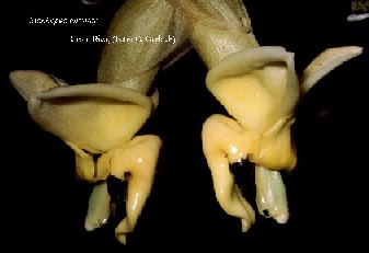 Stanhopea cirrhata