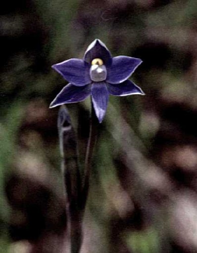 Thelymitra pauciflora