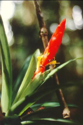 Tillandsia fasciculata