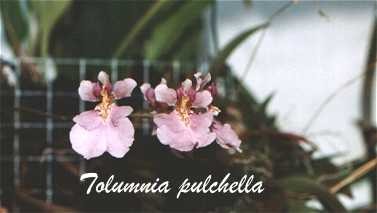 Oncidium (Tolumnia) pulchellum