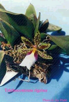 Miltoniopsis (Miltonia) phalaenopsis