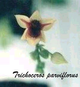 Trichoceros parviflorus