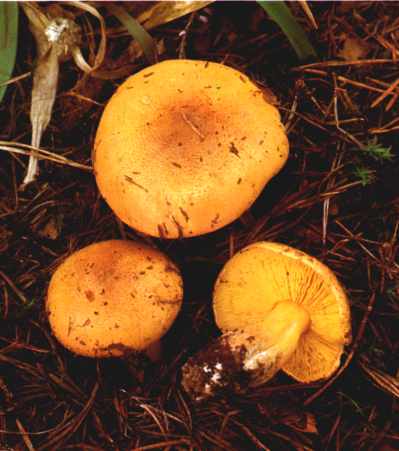 Tricholoma auratum