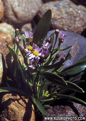Tripolium vulgare