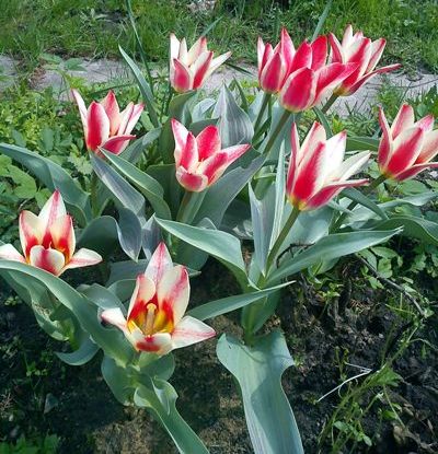 Tulipa cultorum 