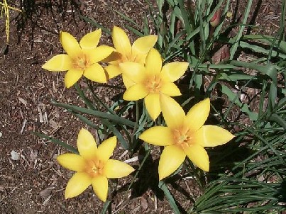 Tulipa chrysantha