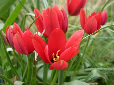 Tulipa montana