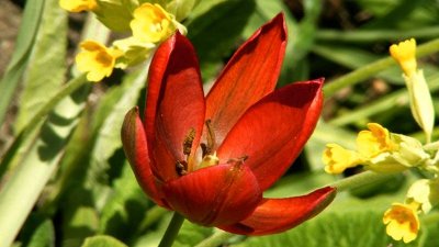 Tulipa splendens 