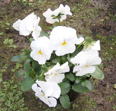 Viola gracilis