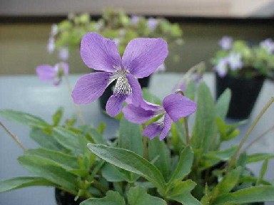 Viola palnmata