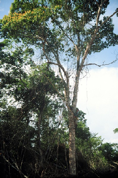  Vochysia hondurensis